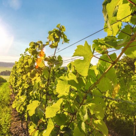 Busreise mit Fuchs Reisen